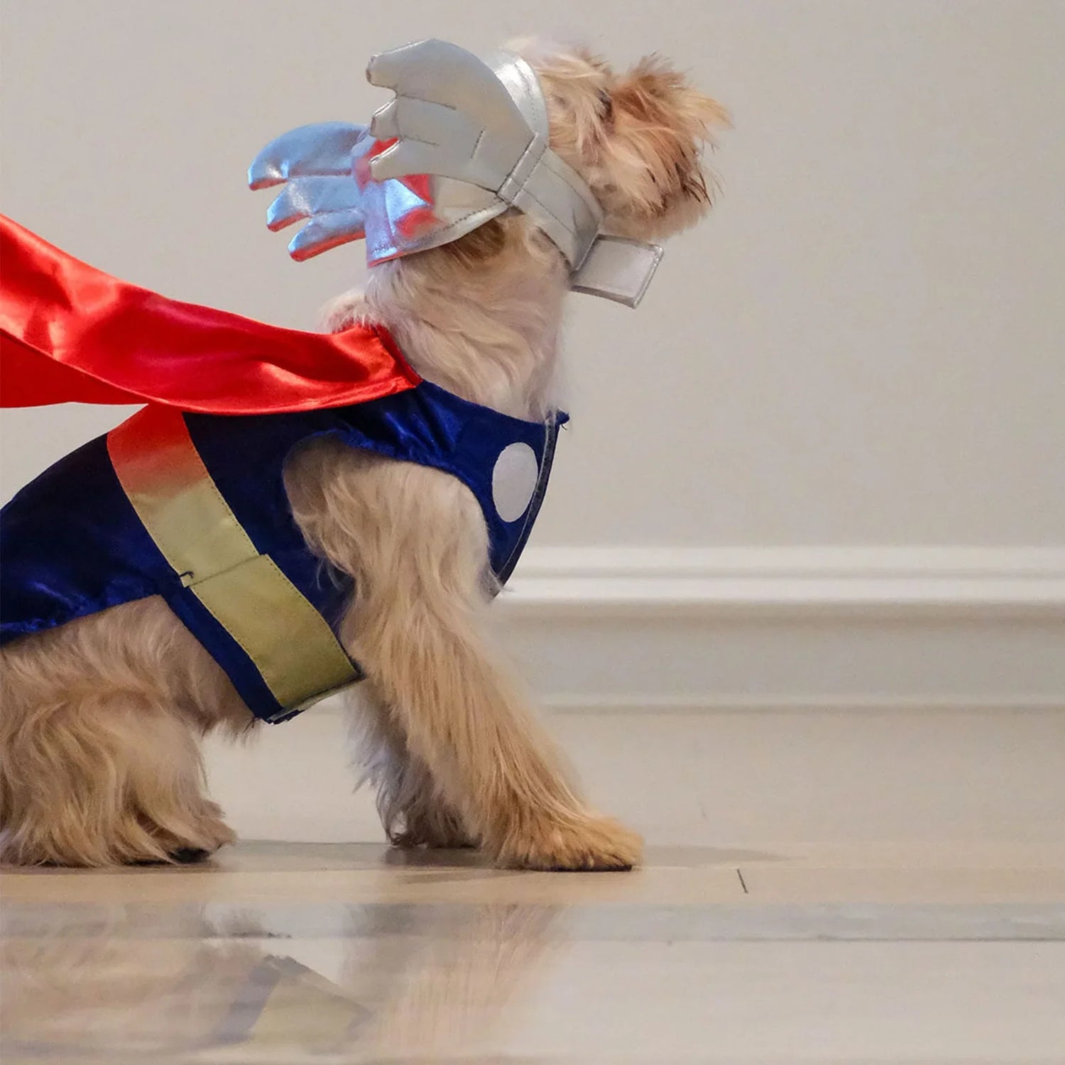 Dog Costumes