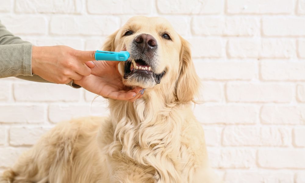 Dog Dental Products