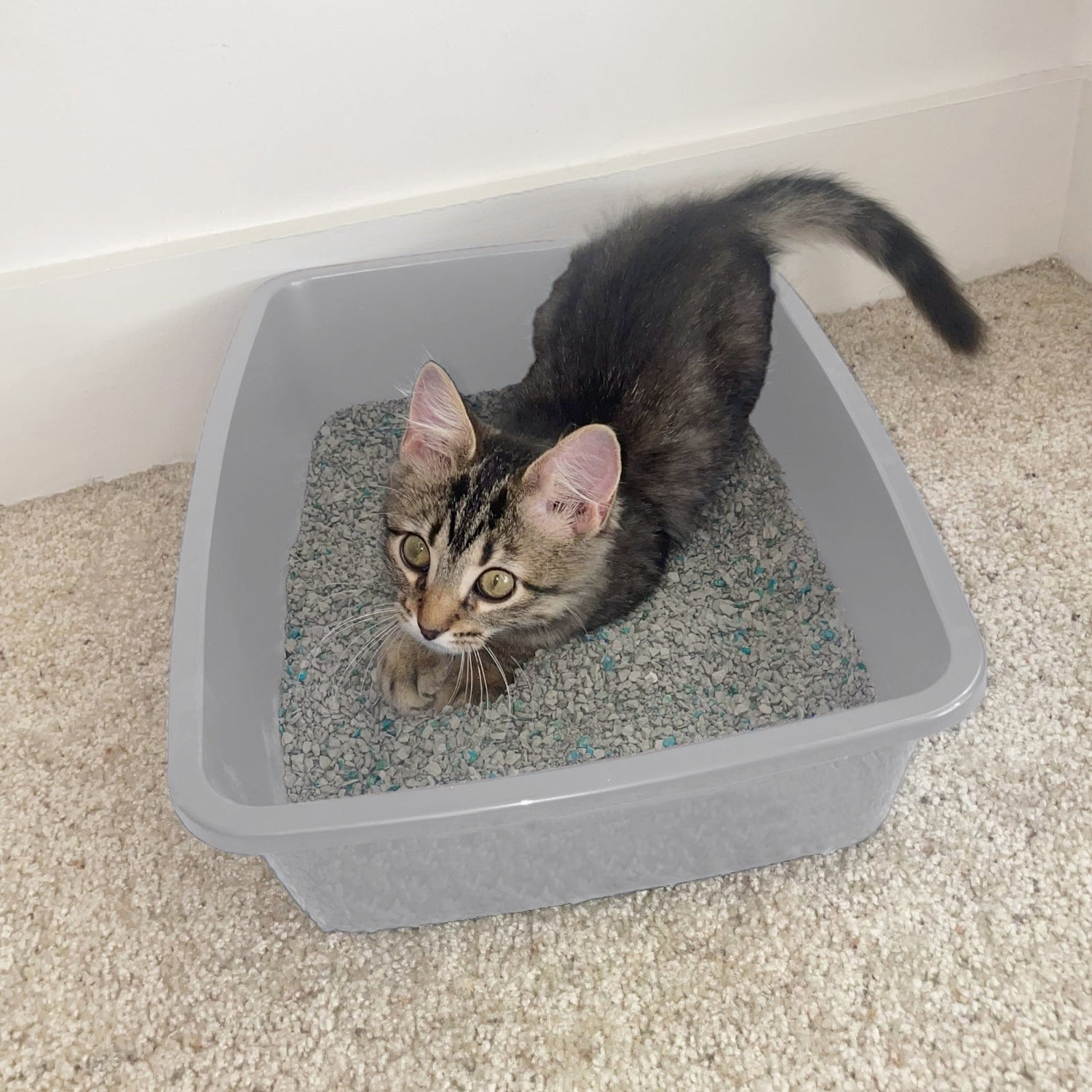 Cat Litter