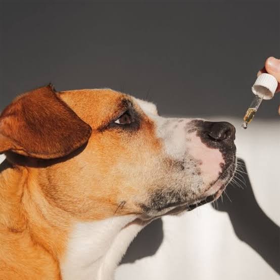 Pet Health and Wellness