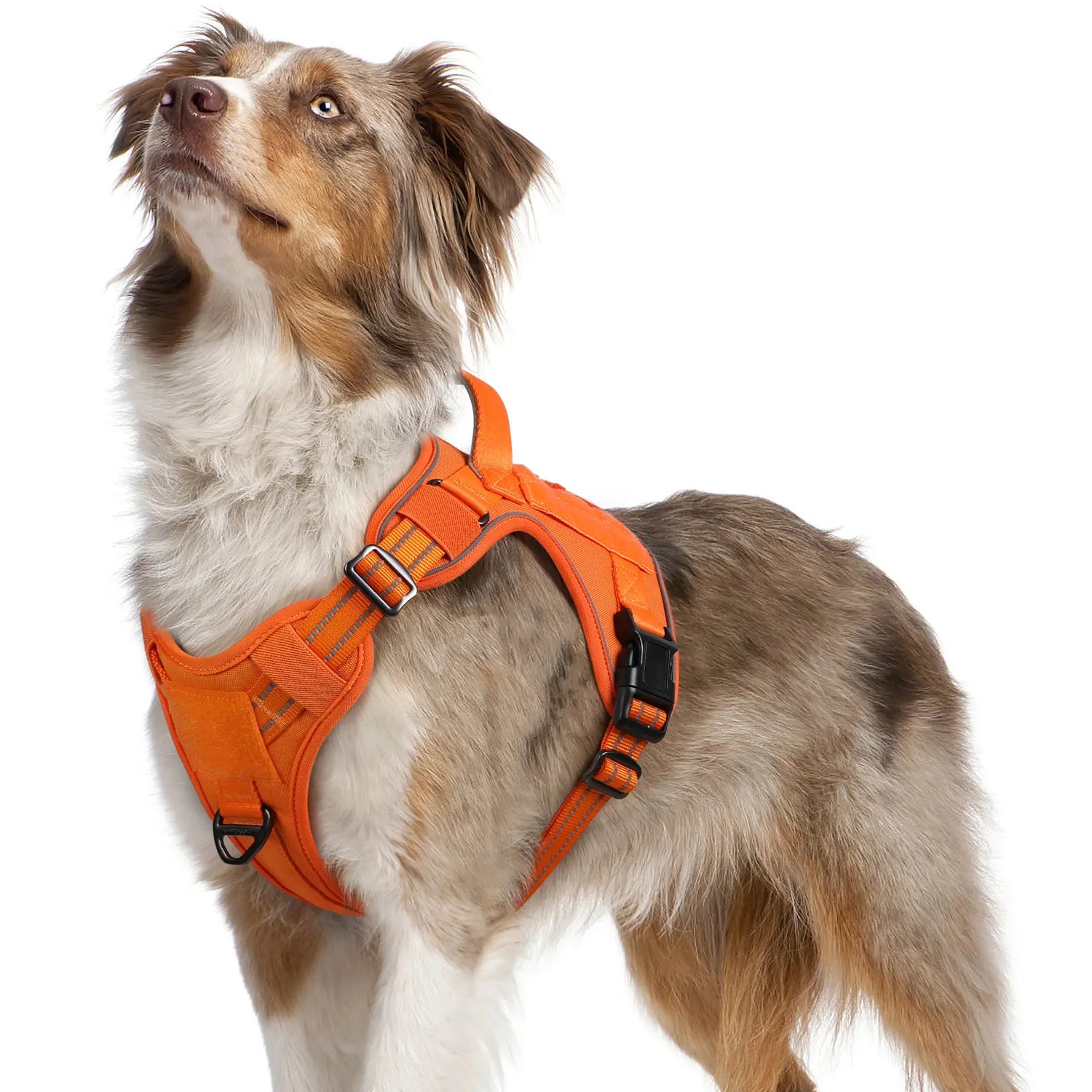 Dog Harnesses