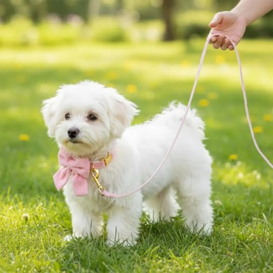 2pcs Dog Collar and Leash Set with Bowtie Cute Small Dog Collar Harness Leash Set Adjustable Breathable Soft Padded for Small M