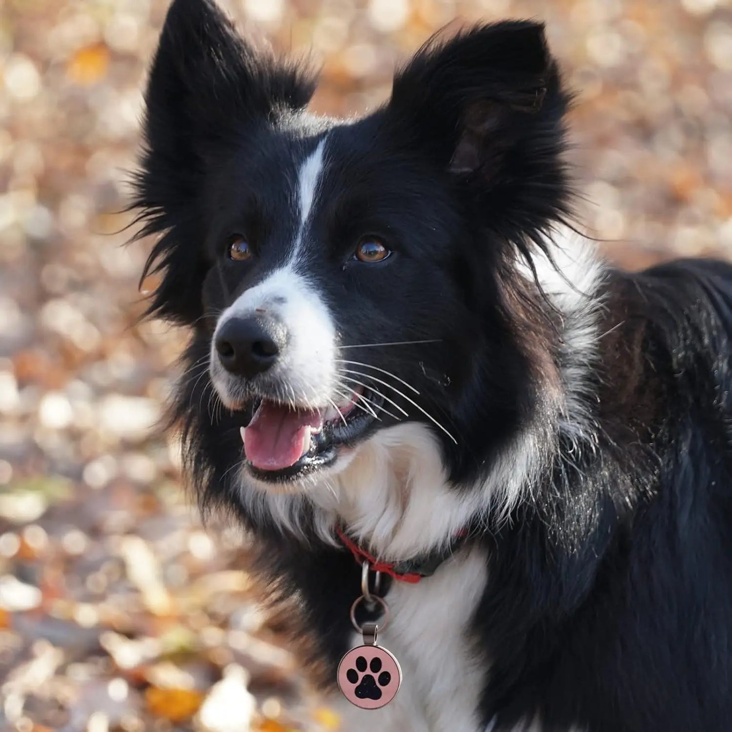 Personalized QR Code Pet Collar Tag with Instant Location Alert Email for Dogs & Cats