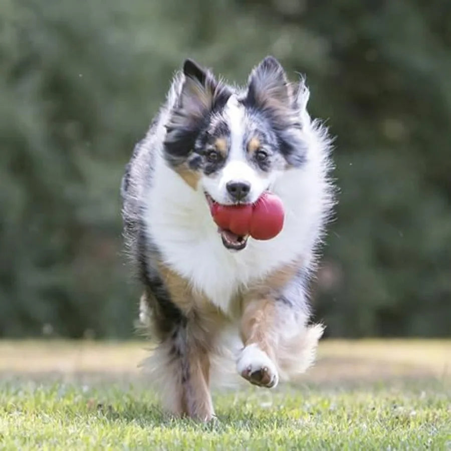 Classic Stuffable Dog Toy - Fetch and Chew Toy for Dogs - Treat-Filling Capabilities and Erratic Bounce for Extended Play Time